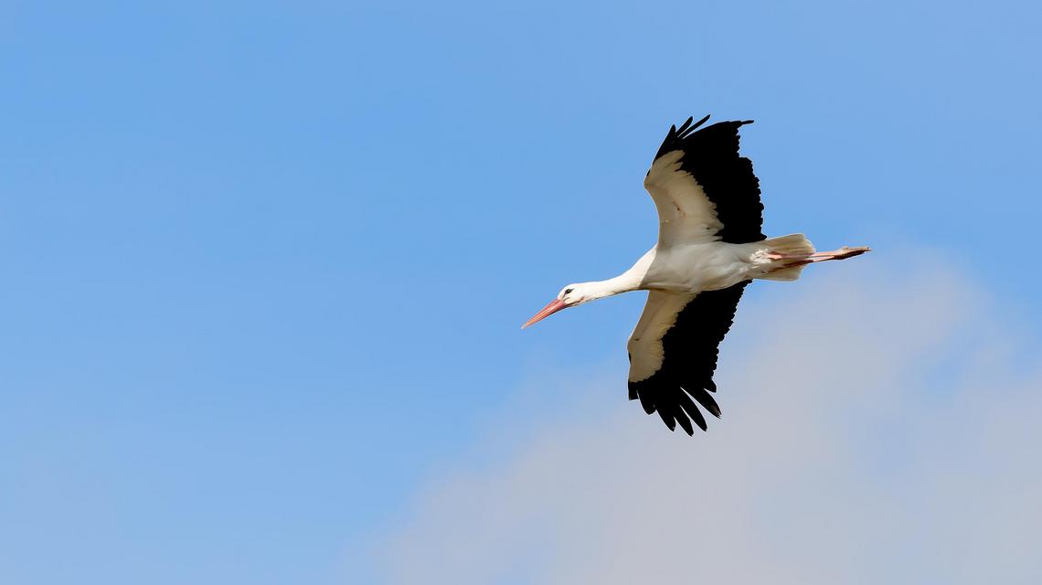 Das Bild zeigt einen fliegenden Storch am blauen Himmel